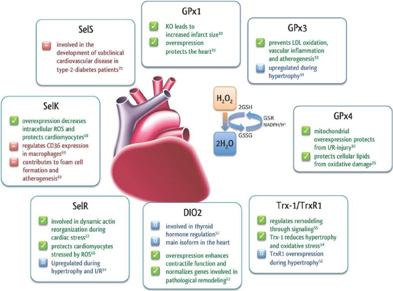 Roles of selenoproteins in the heart. (ncbi.nlm.nih.gov)