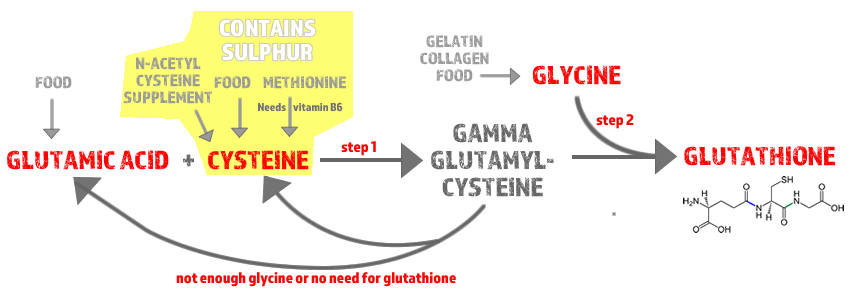Modified from Chris Masterjohn, PhD. Step 1 is the rate determining step and it is favoured when the body needs more glutathione. Cysteine and Methionine are the only 2 sulphur containing amino acids.