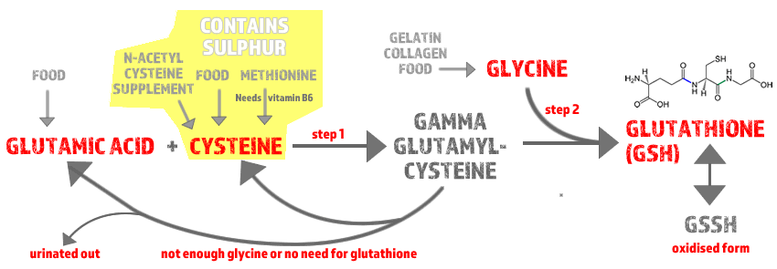 Modified from Chris Masterjohn, PhD. Step 1 is the rate determining step and it is favoured when the body needs more glutathione. 