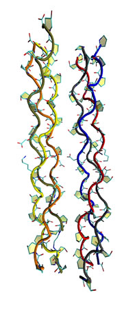 Collagen triple helix